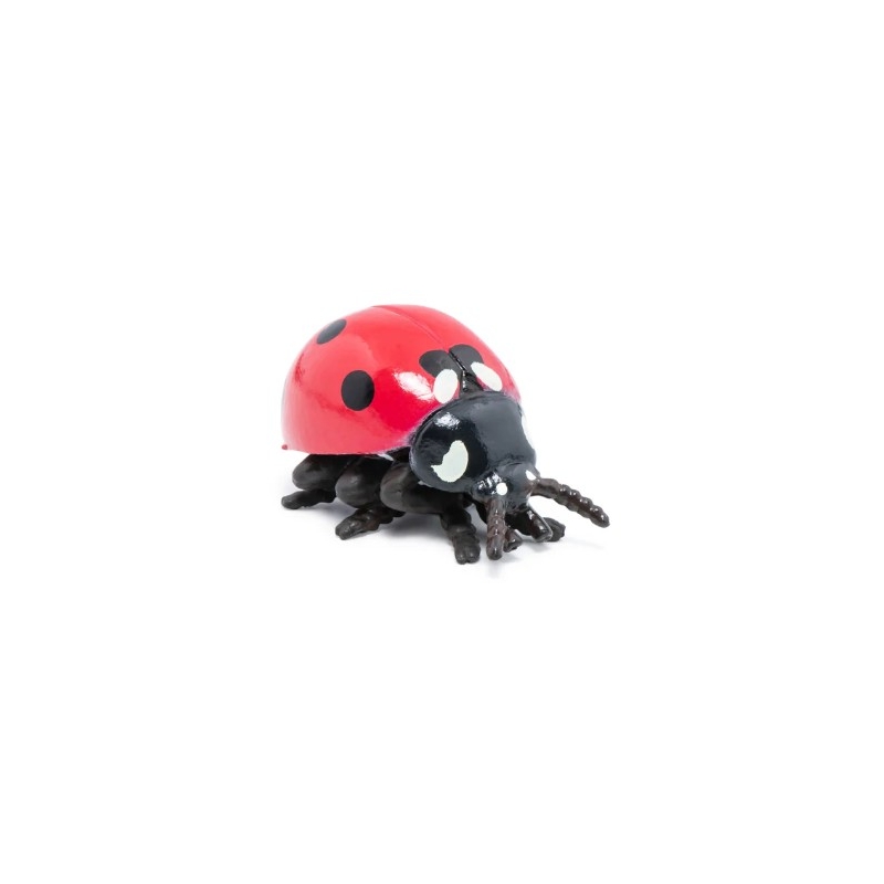Coccinelle