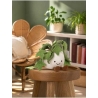 Amuseables - Lierre Ivy