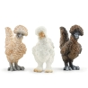 Farm World - Poules amies