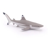 Requin à pointe noire