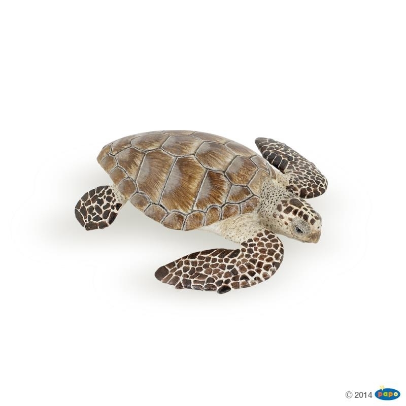Tortue Caouanne