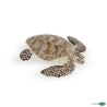 Tortue Caouanne