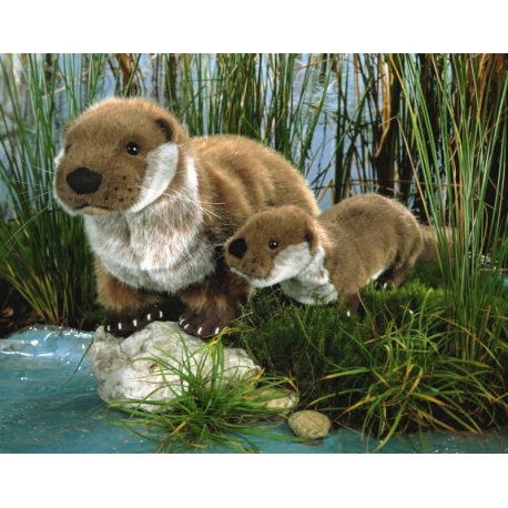 Kosen Loutre
