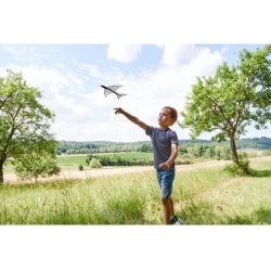 Fronde-oiseau