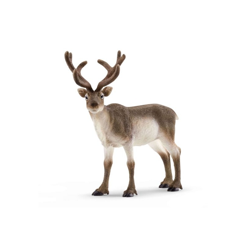 Renne Schleich