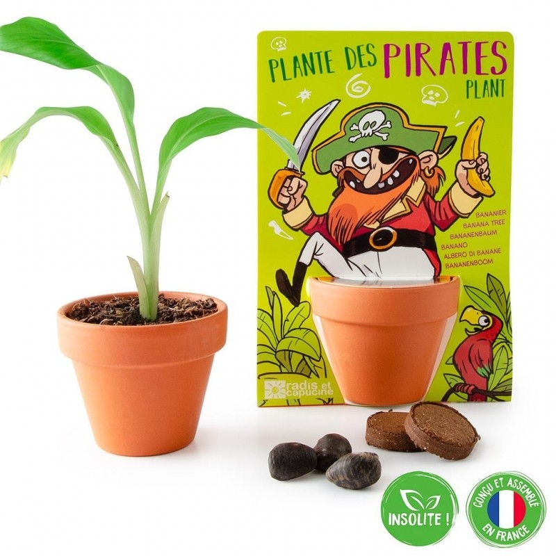 Radis et capucine - Plante des pirates