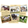 J'apprends à reconnaître les chevaux