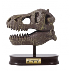 T - Rex museum skull