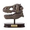 T - Rex museum skull