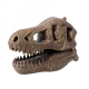 T - Rex museum skull