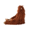 Tout autour du monde - Grand orang-outan