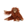 Tout autour du monde - Petit orang-outan