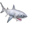 Requin blanc