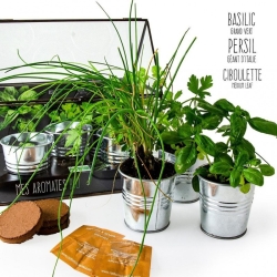 Radis et capucine - Plantes aromatiques en serre