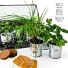 Radis et capucine - Plantes aromatiques en serre