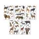 50 stickers repositionnables - Animaux de la savane