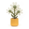 Amuseable -  Daisy Marguerite