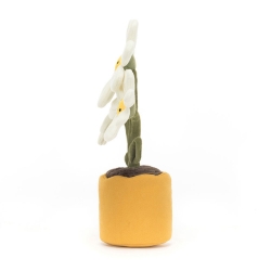 Amuseable -  Daisy Marguerite